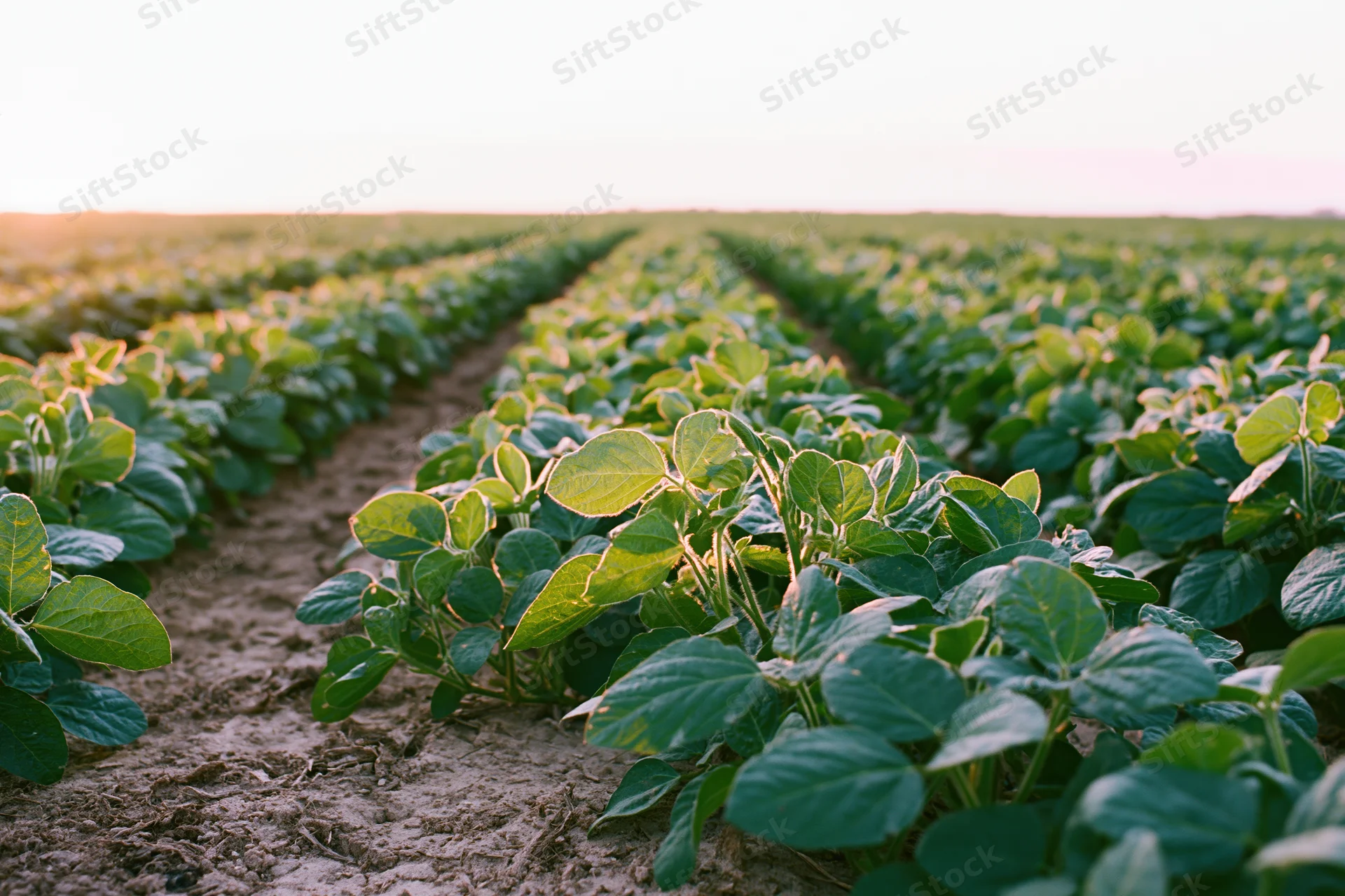 Rows of young soybean plants growing in an open agricultural field
