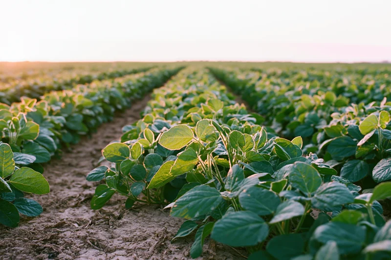 Rows of young soybean plants growing in an open agricultural field