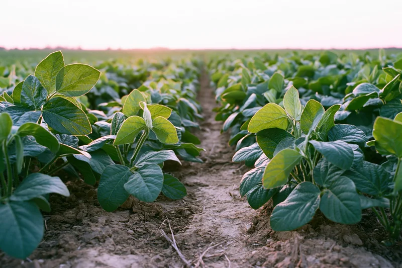 Rows of young soybean plants growing in an open agricultural field