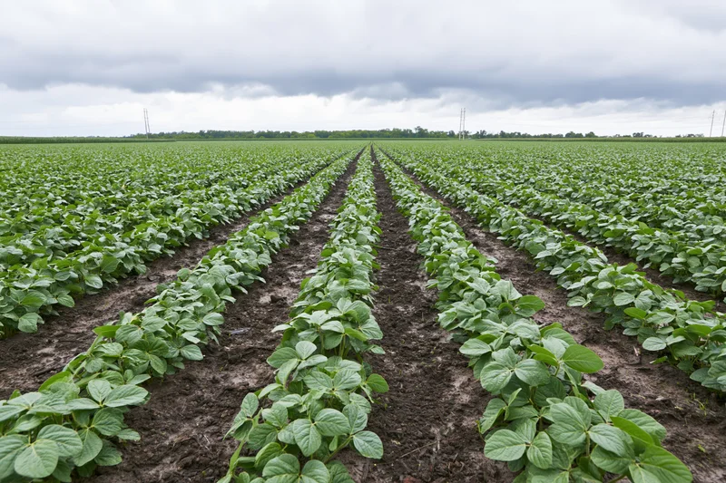 Rows of young soybean plants growing in a field under an overcast sky