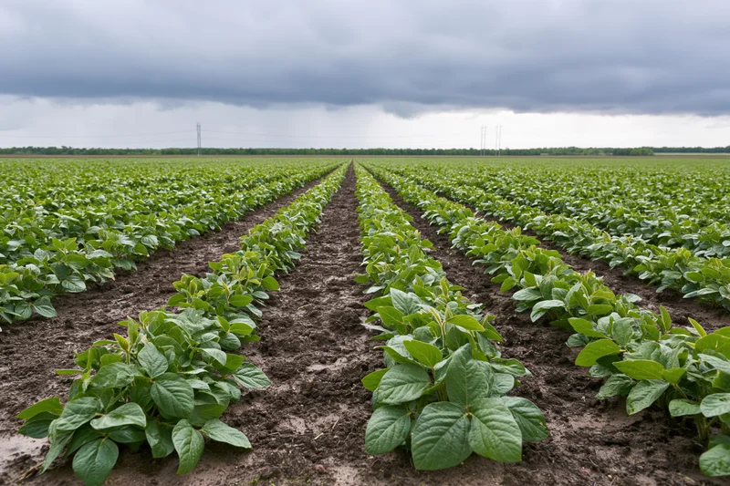 Rows of young soybean plants growing in neat lines across a vast field under a cloudy sky