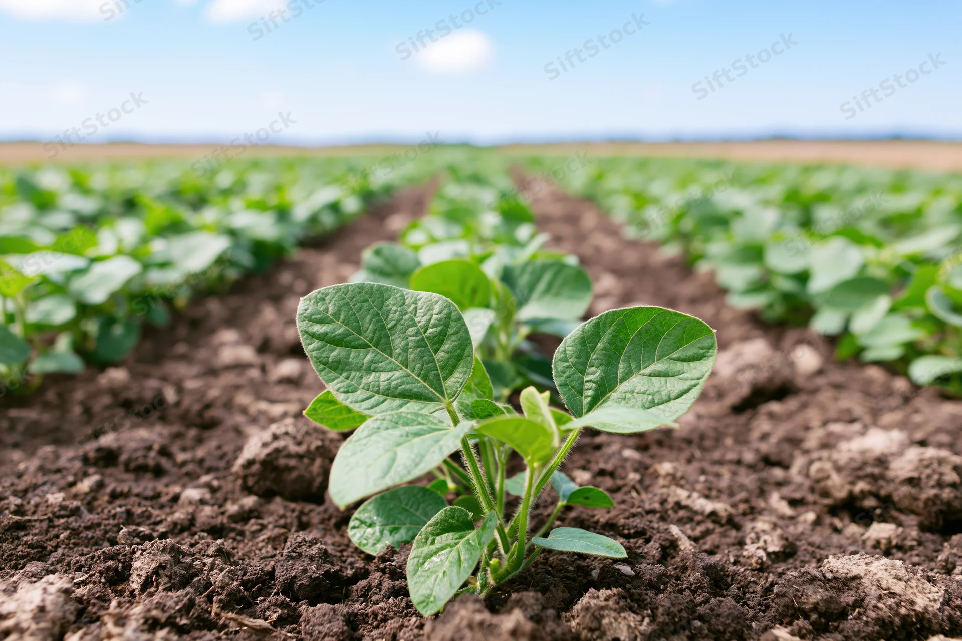 Young soybean seedlings growing in rows in dark tilled soil under a blue sky