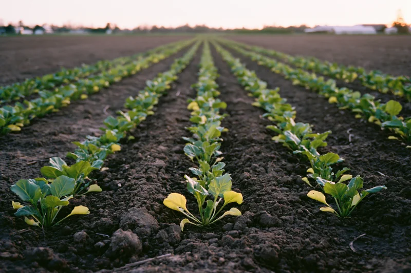 Rows of young sugar beet seedlings growing in dark tilled soil in a field at dusk