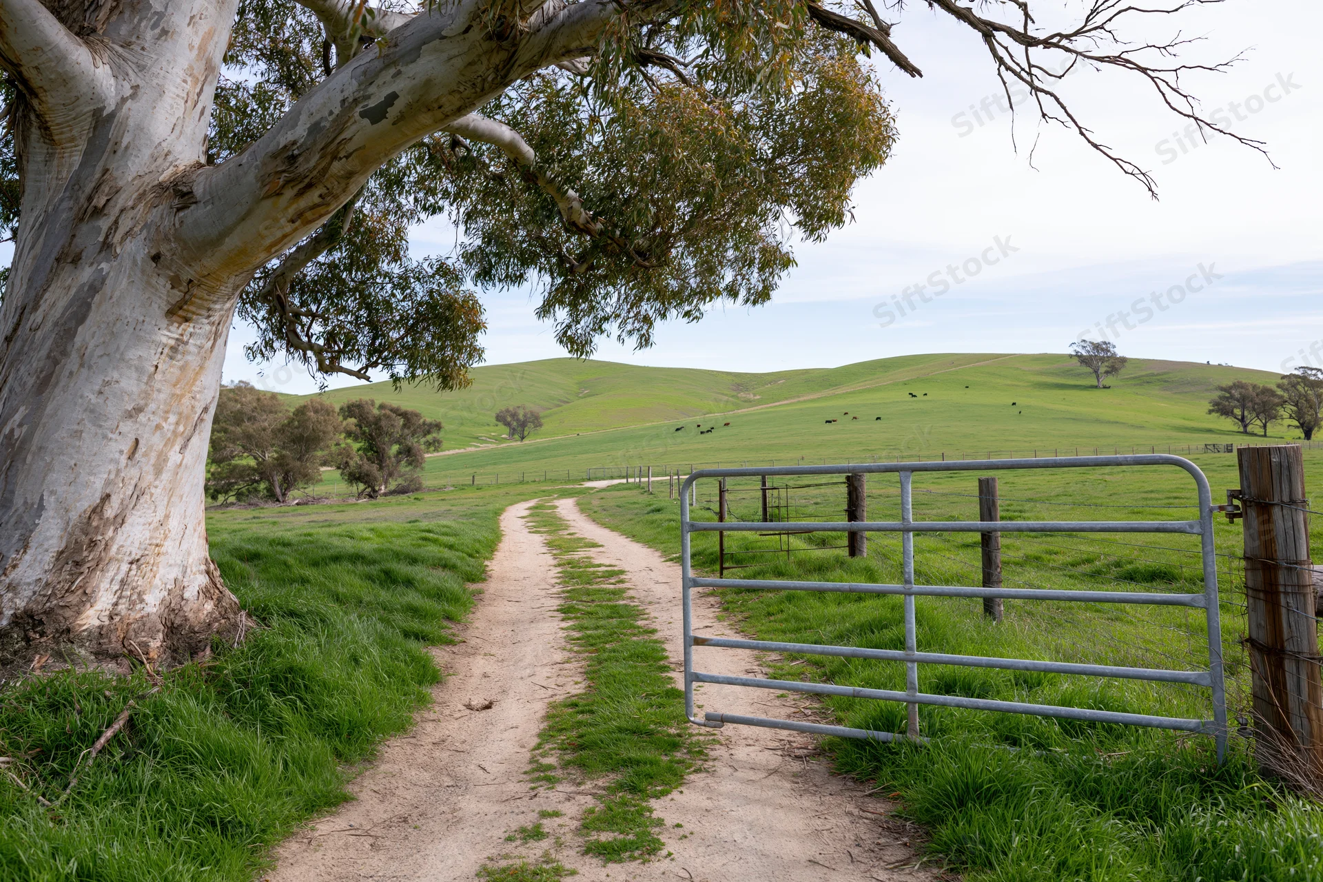 Metal farm gate on a dirt path leading into a green pasture with rolling hills and eucalyptus trees
