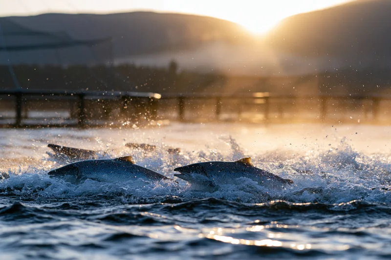 Salmon leaping and thrashing at the surface of open-water near a netted aquaculture farm at sunset