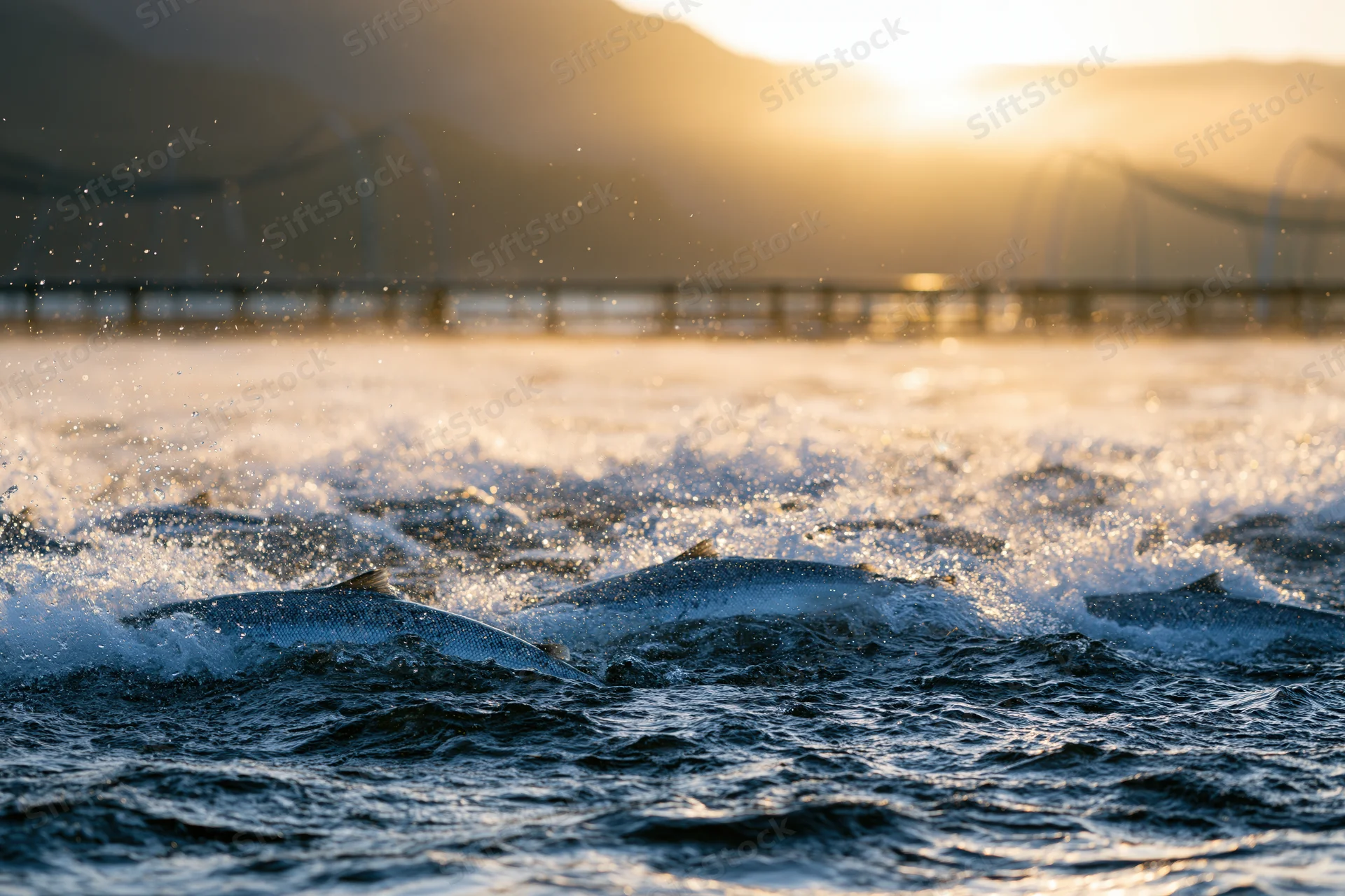 Salmon leaping and thrashing at the surface of open water near a bridge at sunset