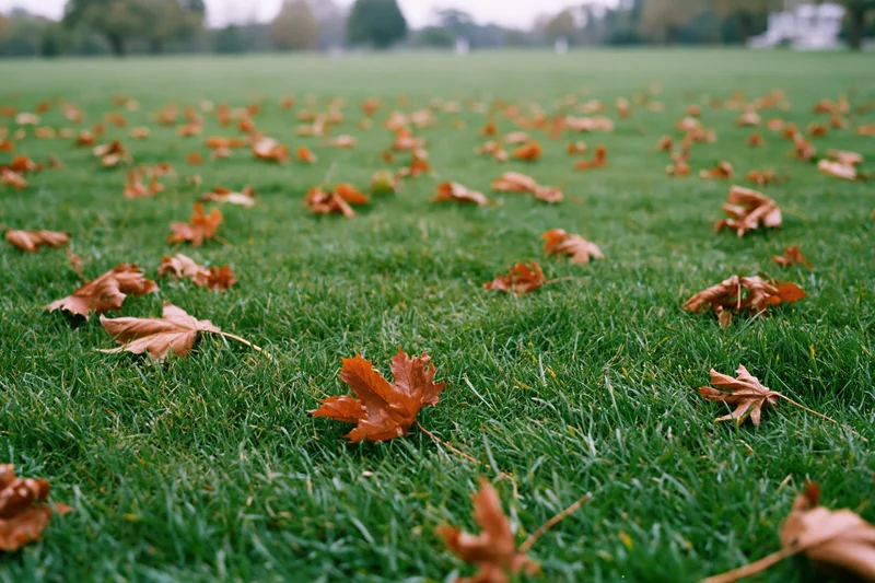 Scattered dry autumn leaves in rust brown and amber tones lying on a green lawn in a park