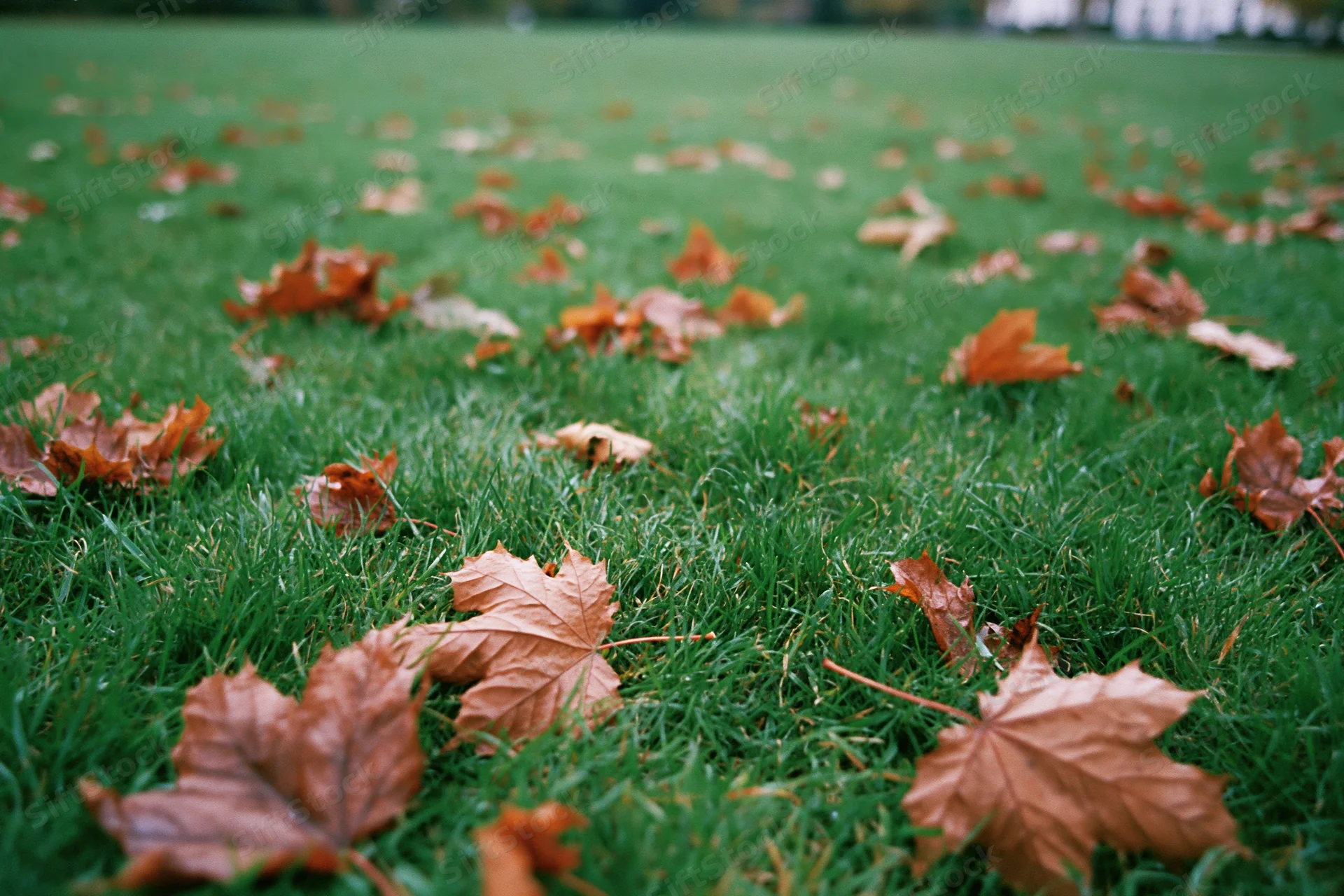 Scattered dry autumn leaves in rust brown and amber tones lying on a green grassy lawn