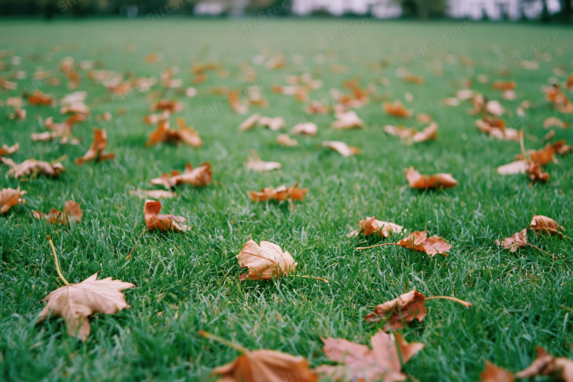 Dry autumn leaves scattered across a green lawn in a park setting