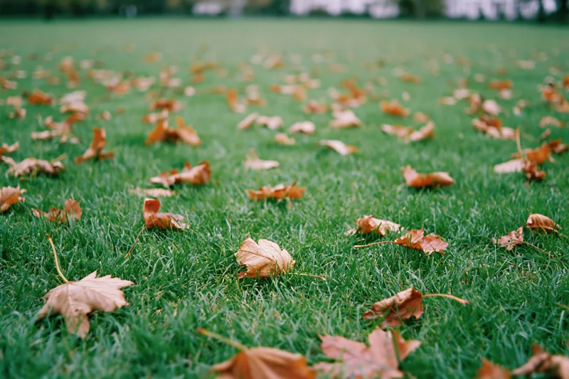 Dry autumn leaves scattered across a green lawn in a park setting
