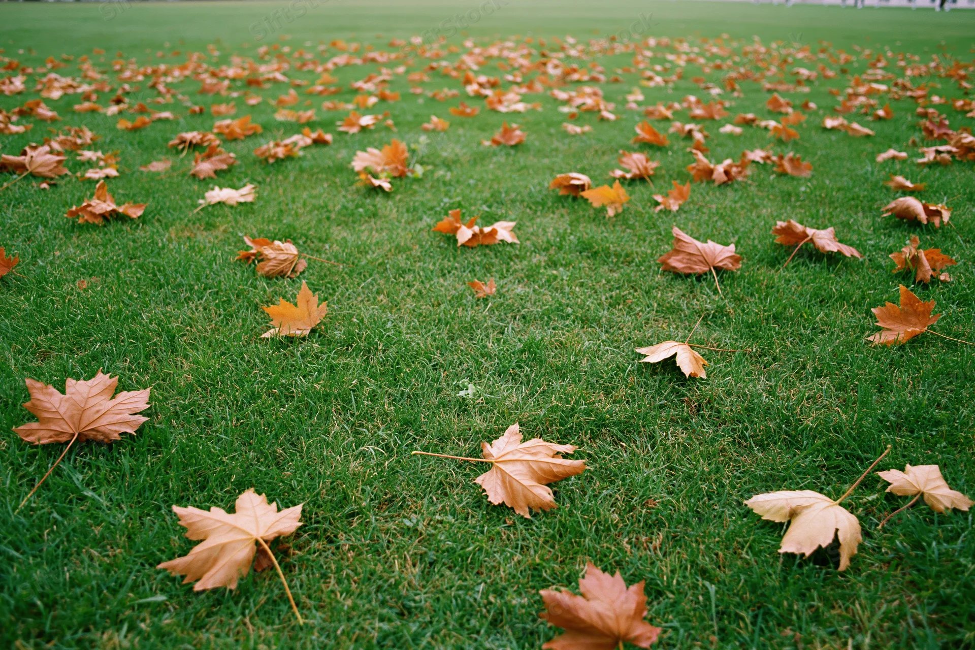 Scattered dry maple leaves in rust brown and amber tones lying on a green lawn