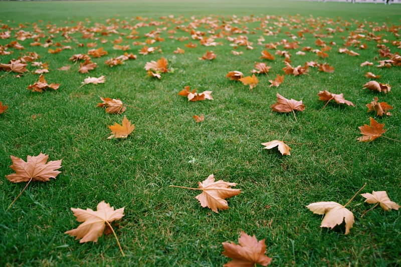 Scattered dry maple leaves in rust brown and amber tones lying on a green lawn