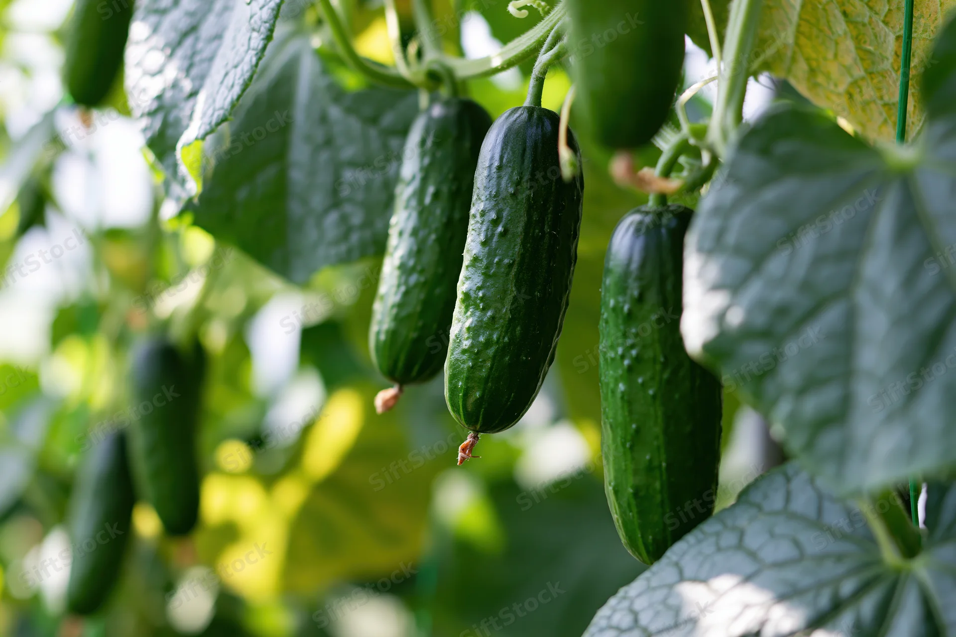 Dark green cucumbers hanging from climbing vines in a garden setting