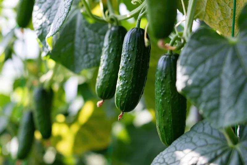 Dark green cucumbers hanging from climbing vines in a garden setting