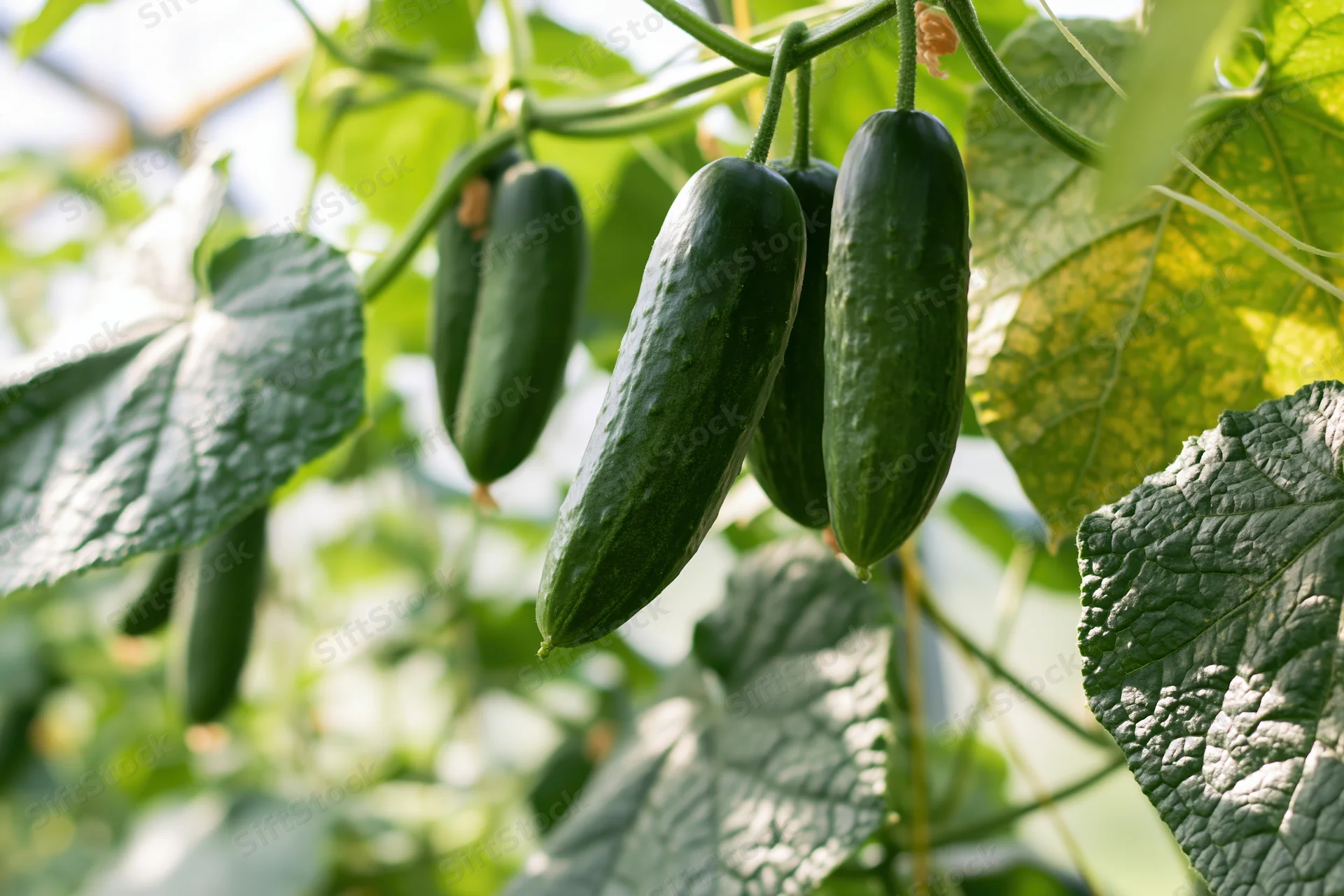 Dark green cucumbers hanging from climbing vines in a greenhouse garden