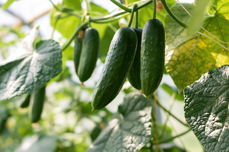 Dark green cucumbers hanging from climbing vines in a greenhouse garden