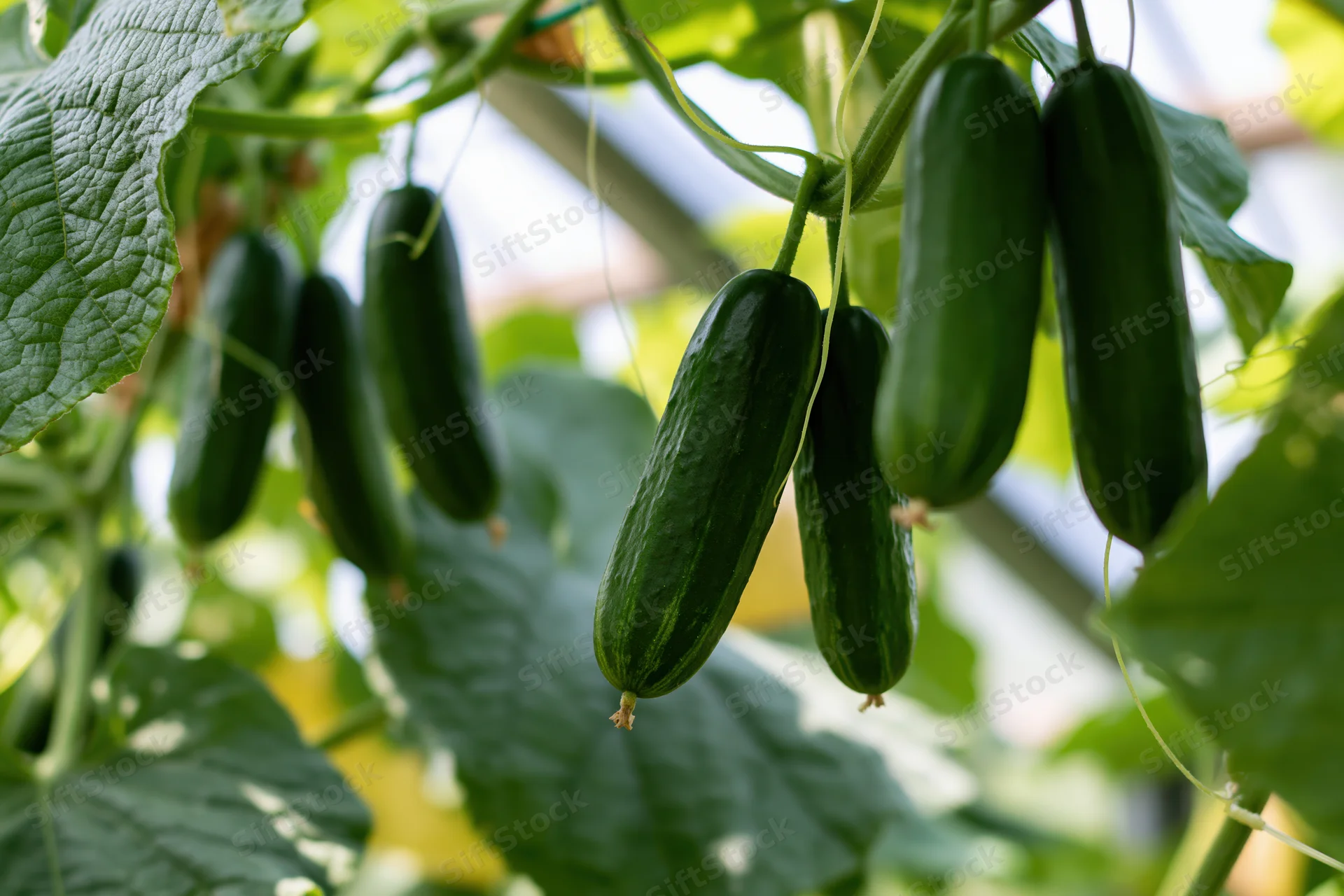 Dark green cucumbers hanging from climbing vines in a greenhouse garden