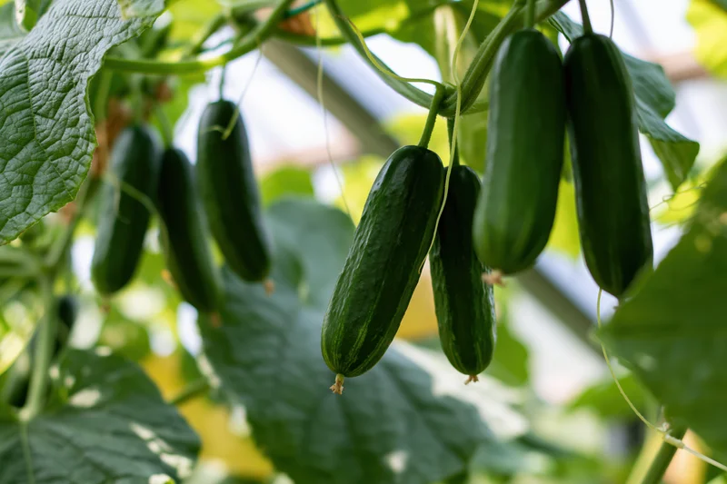 Dark green cucumbers hanging from climbing vines in a greenhouse garden