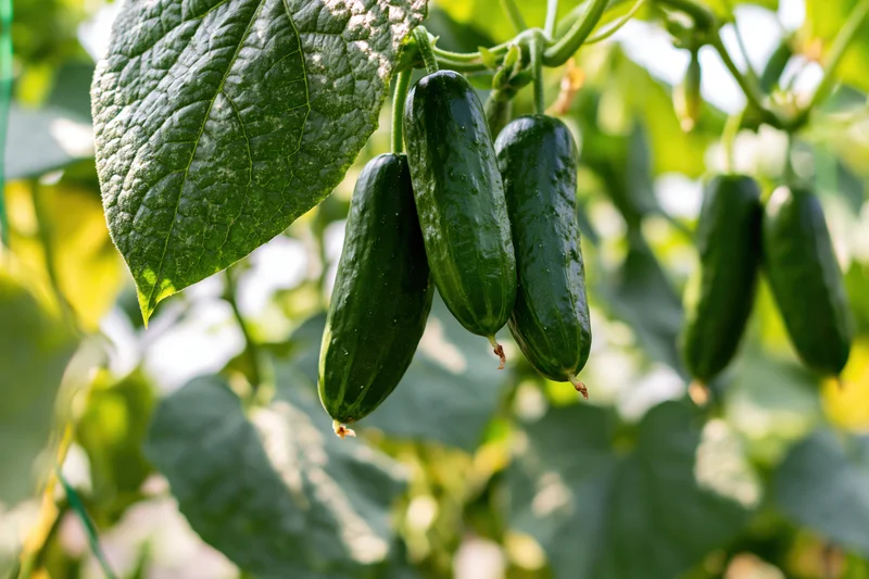 Dark green cucumbers hanging from climbing vines in a garden