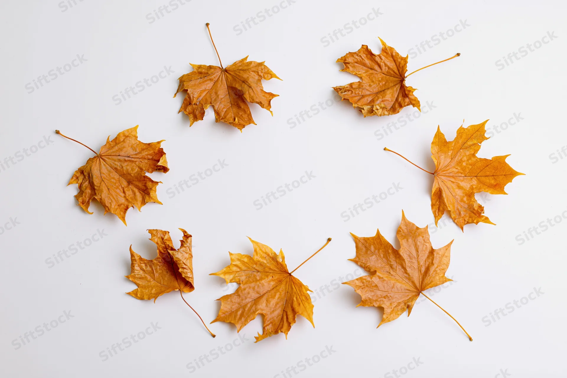 Dry maple leaves scattered in a circular pattern on a white background