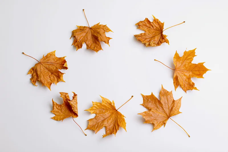 Dry maple leaves scattered in a circular pattern on a white background