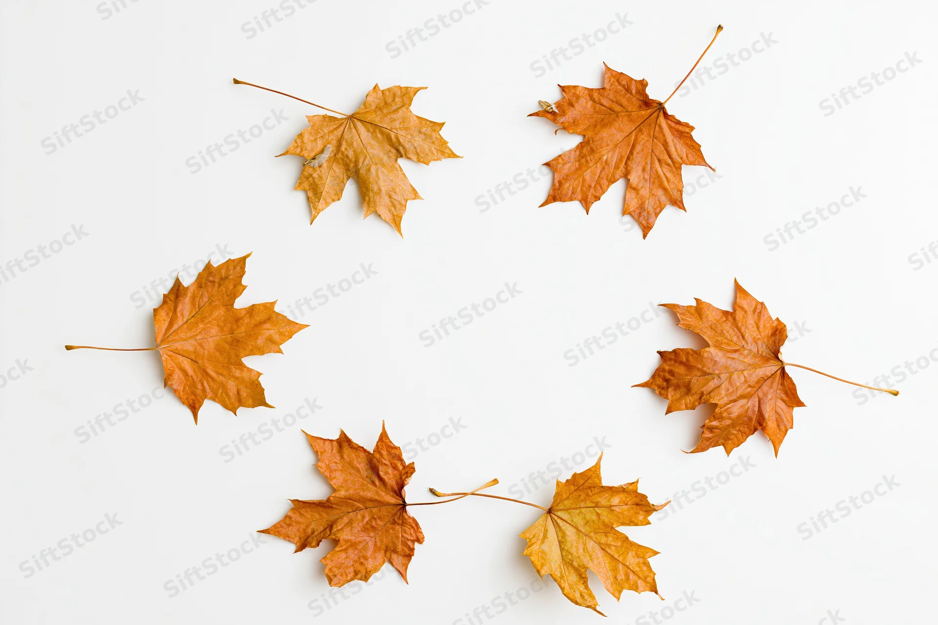 Dry autumn maple leaves scattered in a circular pattern on a white background