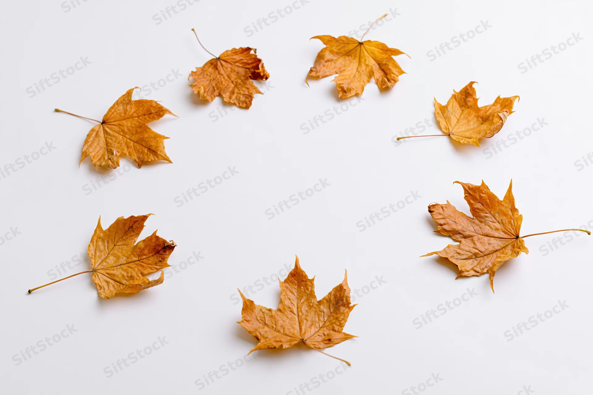 Dry maple leaves scattered on white background with copyspace