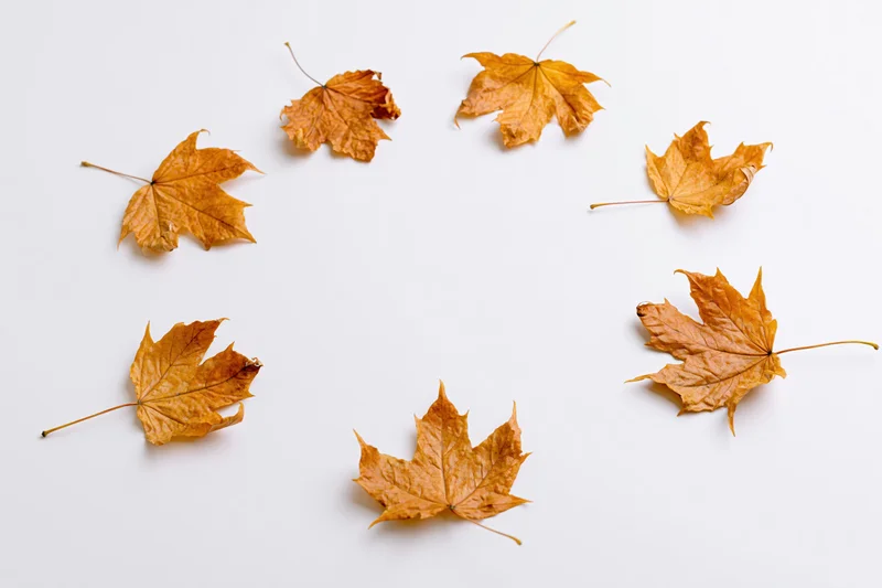 Dry maple leaves scattered on white background with copyspace
