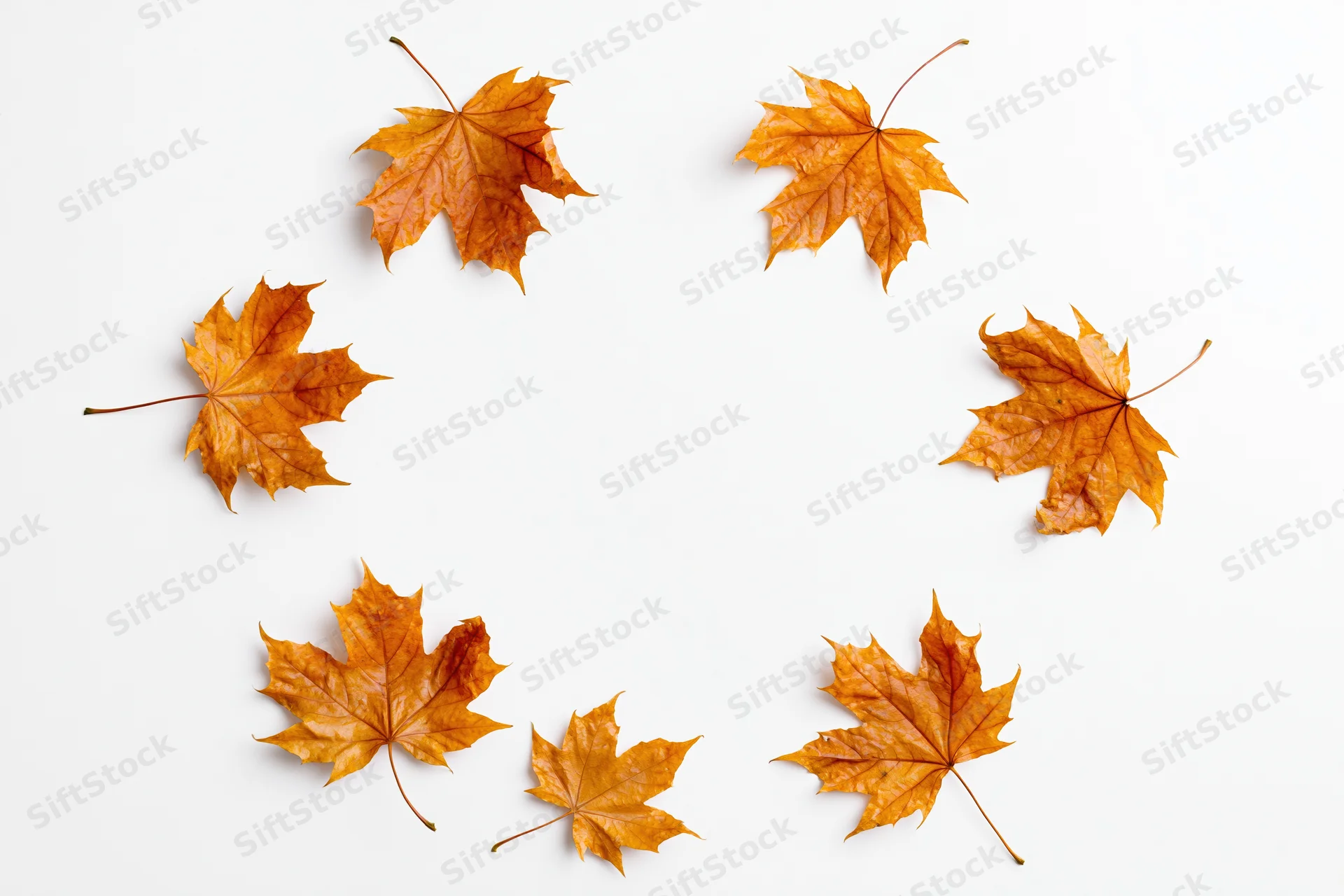 Dry maple leaves scattered in a circular pattern on a white background