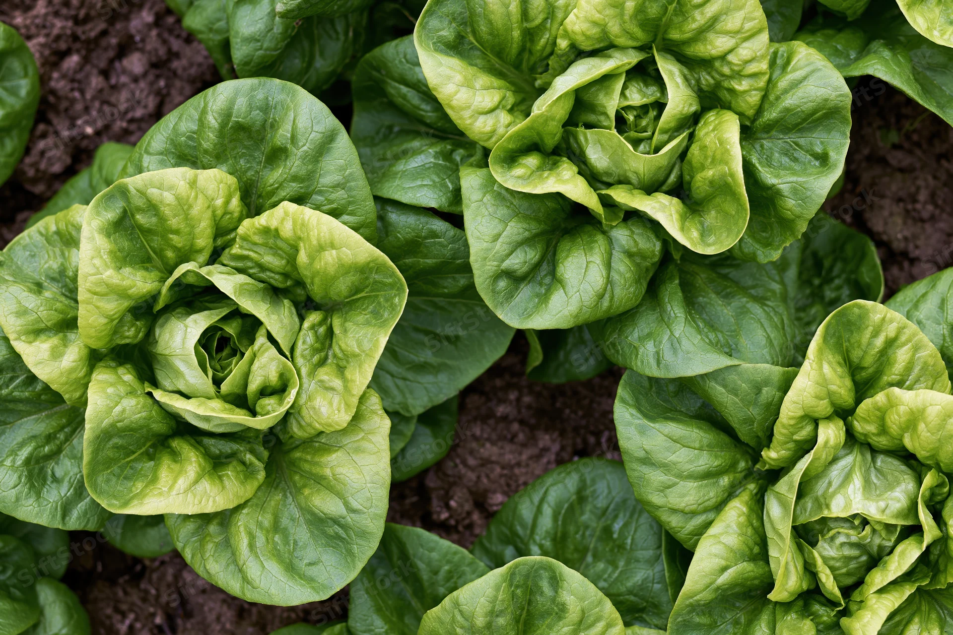 Butterhead lettuce heads growing in dark garden soil