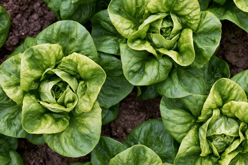 Butterhead lettuce heads growing in dark garden soil