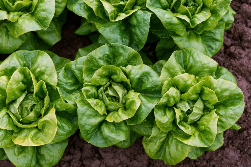 Butterhead lettuce heads growing in dark garden soil in rows