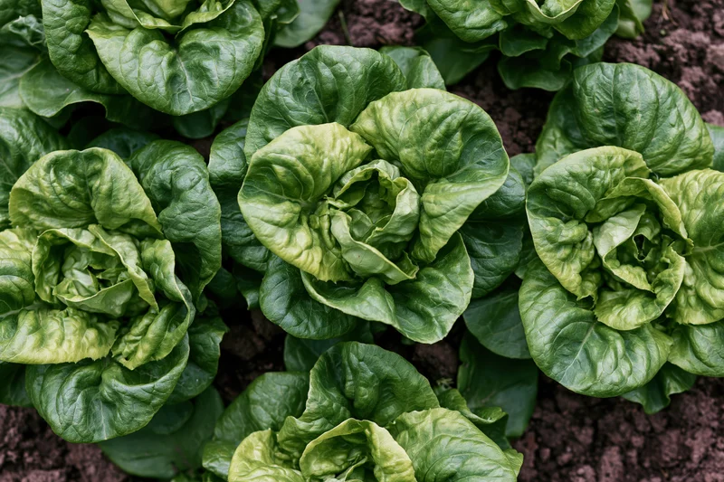 Butterhead lettuce heads growing in dark garden soil