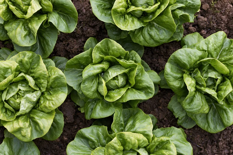 Butterhead lettuce heads growing in dark garden soil in neat rows