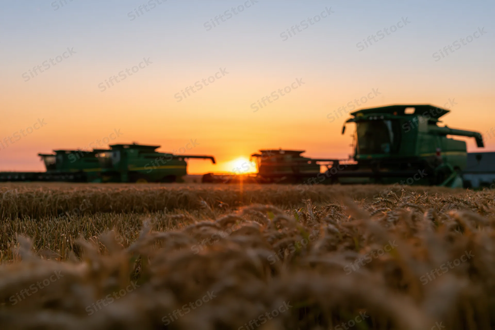 Green combine harvesters parked in a wheat field at sunset