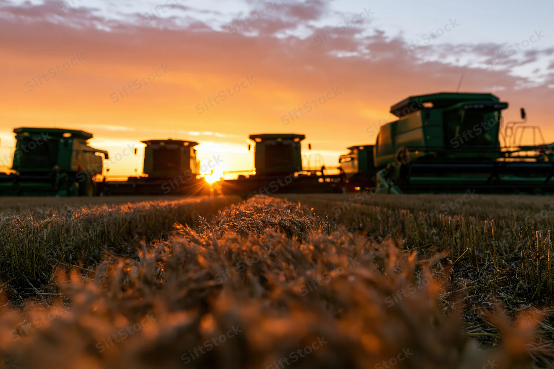 Several green combine harvesters parked in a harvested wheat field at sunset