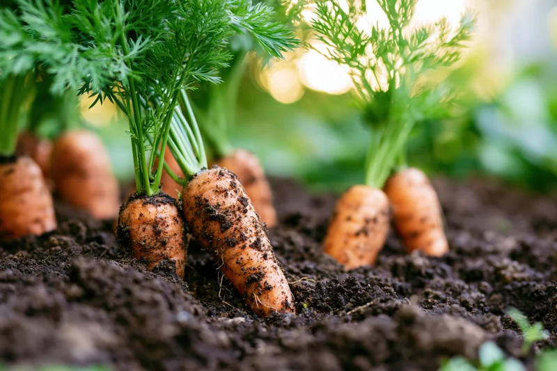 Ripe carrots growing in dark garden soil with green tops visible above ground