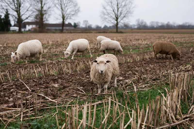 Sheep grazing in a harvested cornfield with muddy ground and bare trees in the background