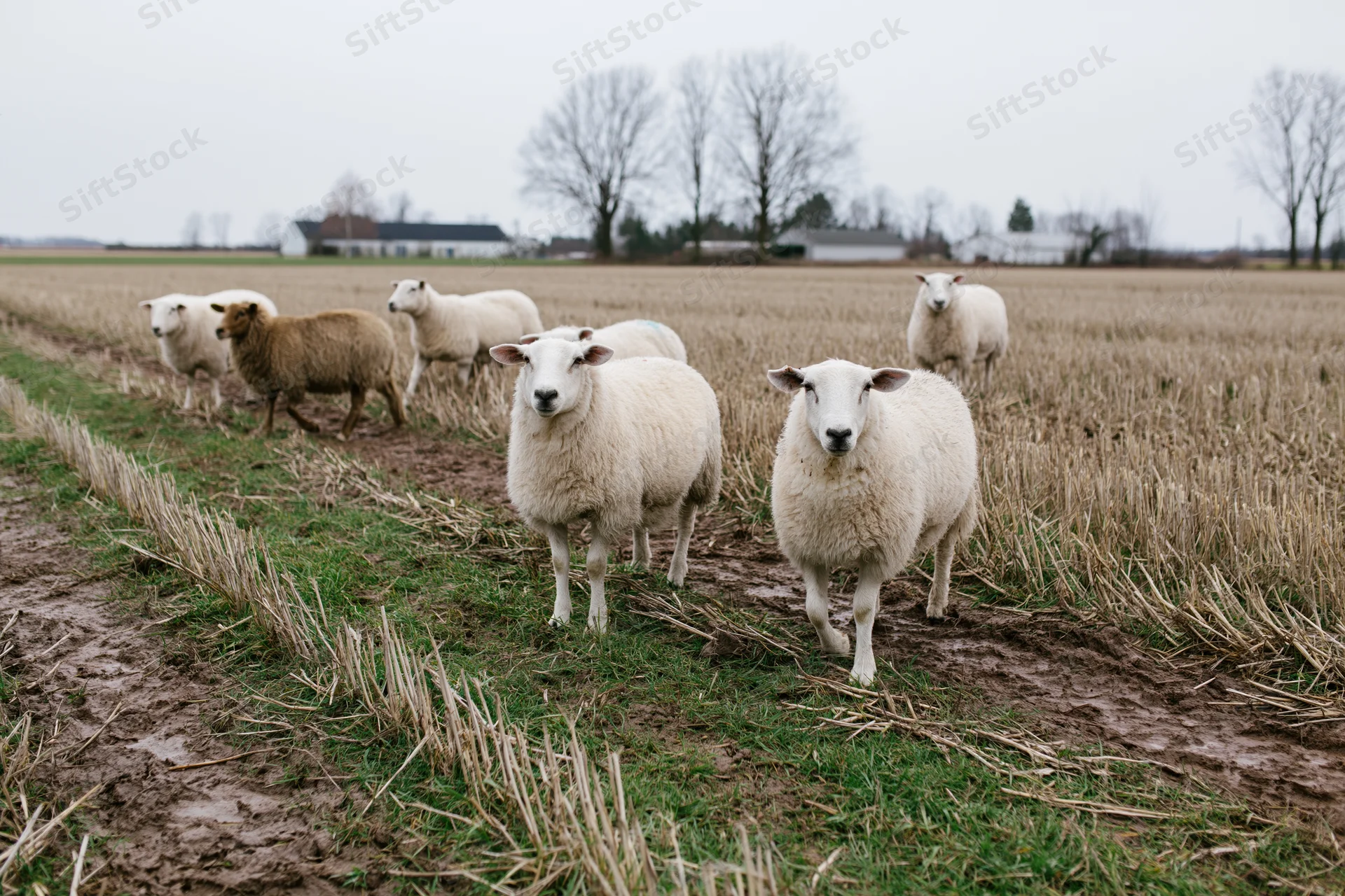Sheep walking and grazing across a muddy path in a harvested cornfield
