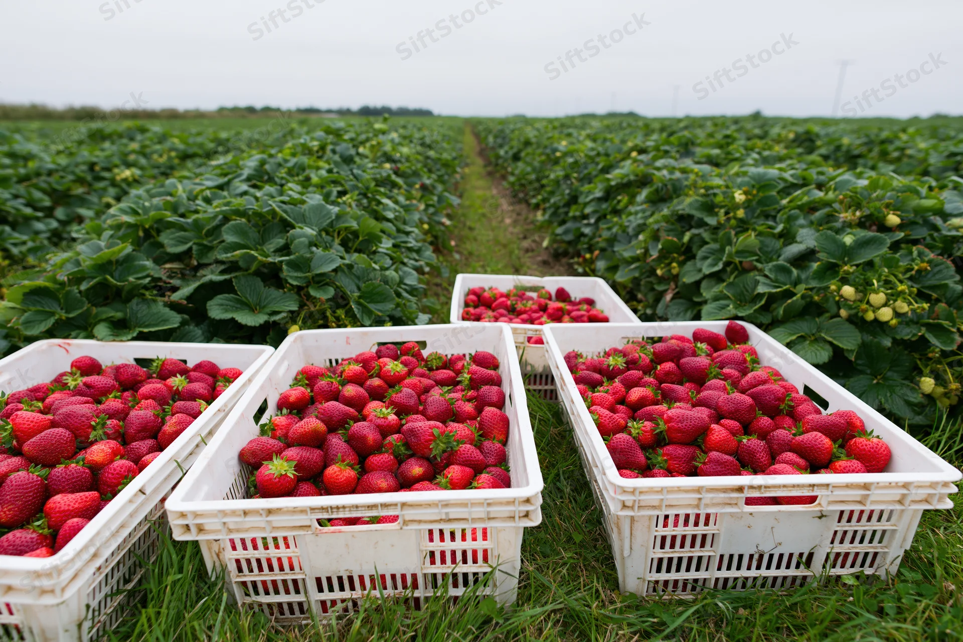Freshly picked strawberries in white plastic crates arranged in a strawberry field