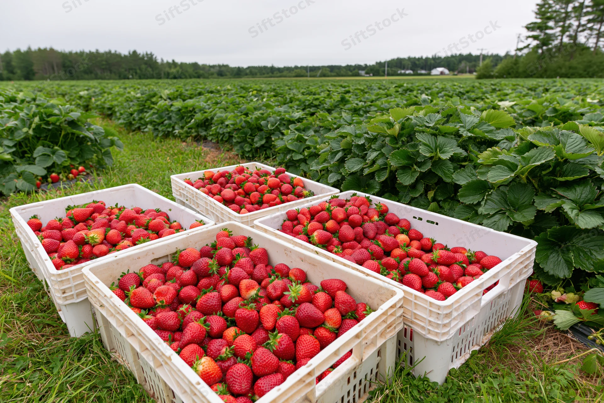 White plastic crates filled with freshly picked red strawberries arranged in a field of green strawberry plants