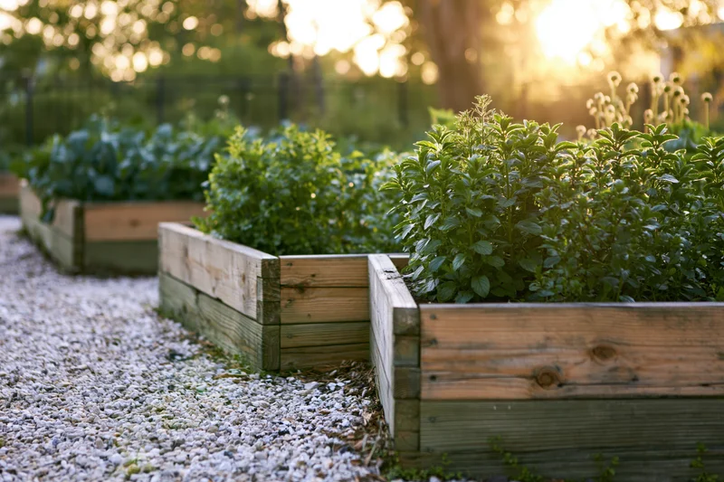 Wooden raised garden beds filled with leafy herbs arranged in rows along a gravel path in a backyard garden