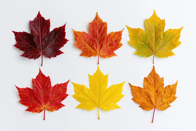 Six maple leaves arranged in two rows on a white background
