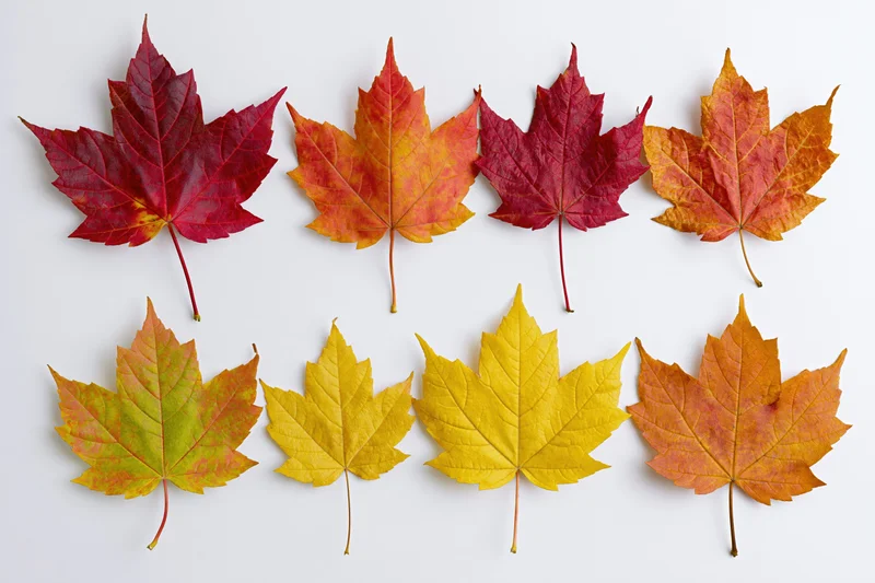Eight maple leaves arranged in two rows on a white background