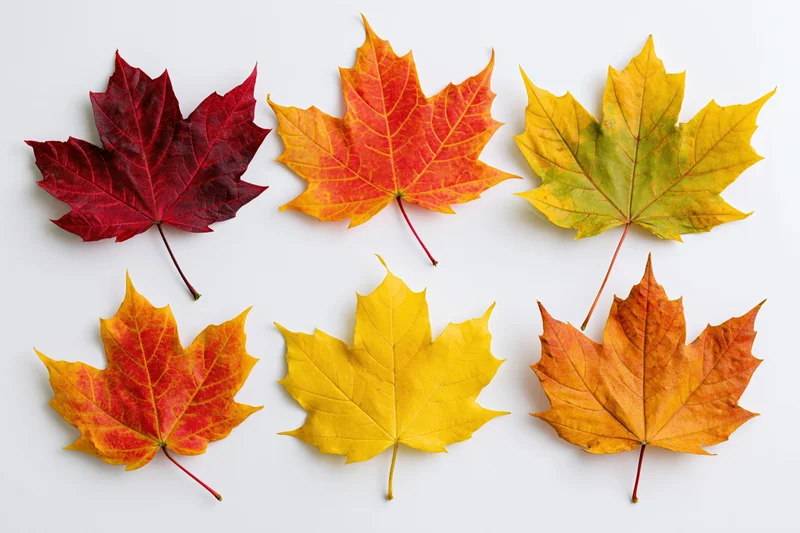 Six maple leaves arranged in two rows on a white background