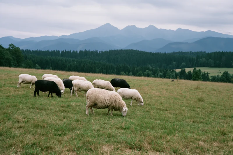 Small flock of white and black sheep grazing on an open hillside pasture with distant mountains and forest in the background