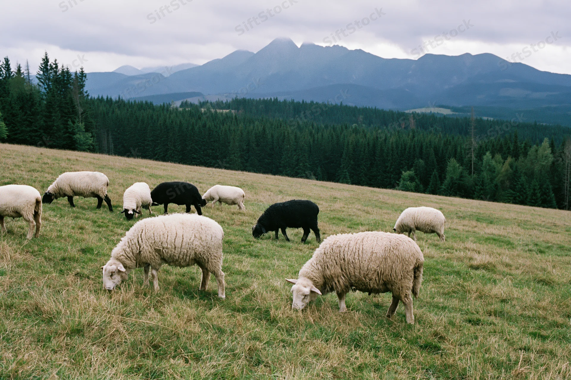 Flock of white and black sheep grazing on a grassy hillside with forest and mountains in the background