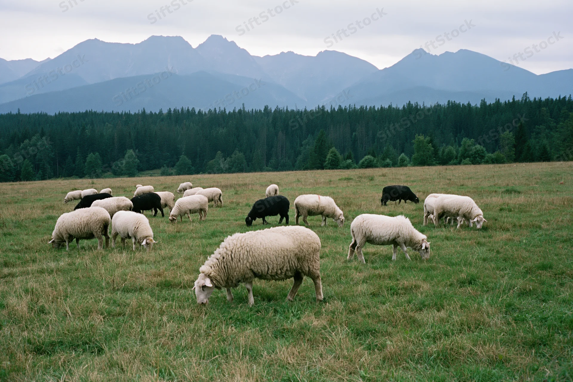 Flock of white and black sheep grazing in a grassy field with mountains and forest in the background