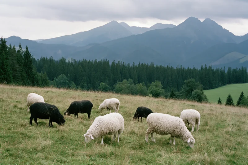 Small flock of white and black sheep grazing on an open hillside with mountains in the background