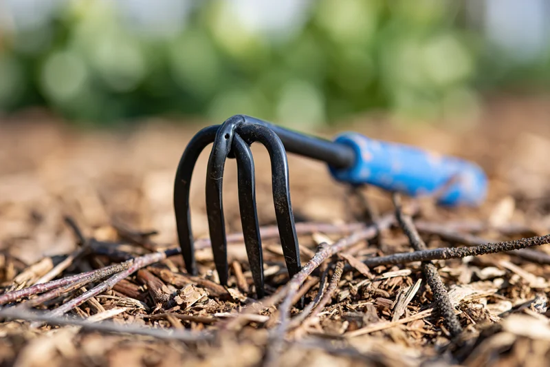 Hand cultivator with blue rubber grip resting on dry mulch and woodchips in garden soil